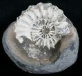 White Pleuroceras Ammonite - Germany #6155-1